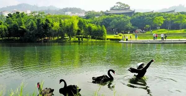 xiamen university swans